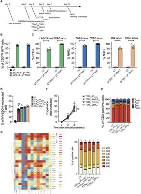 TIM-3, LAG-3, or 2B4 gene disruptions increase the anti-tumor response of engineered T cells